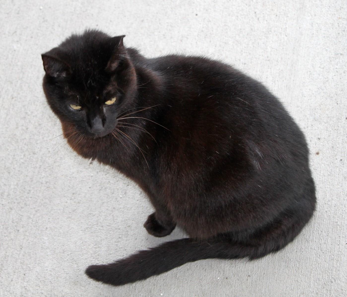 Jackson, a Adoptable Domestic Short Hair in Shelbyville, KY image 3/3