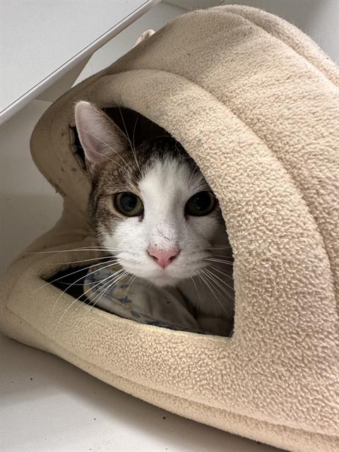 Enlarge OLIVER, a Adoptable Domestic Short Hair in Centerville, MA image 1/1