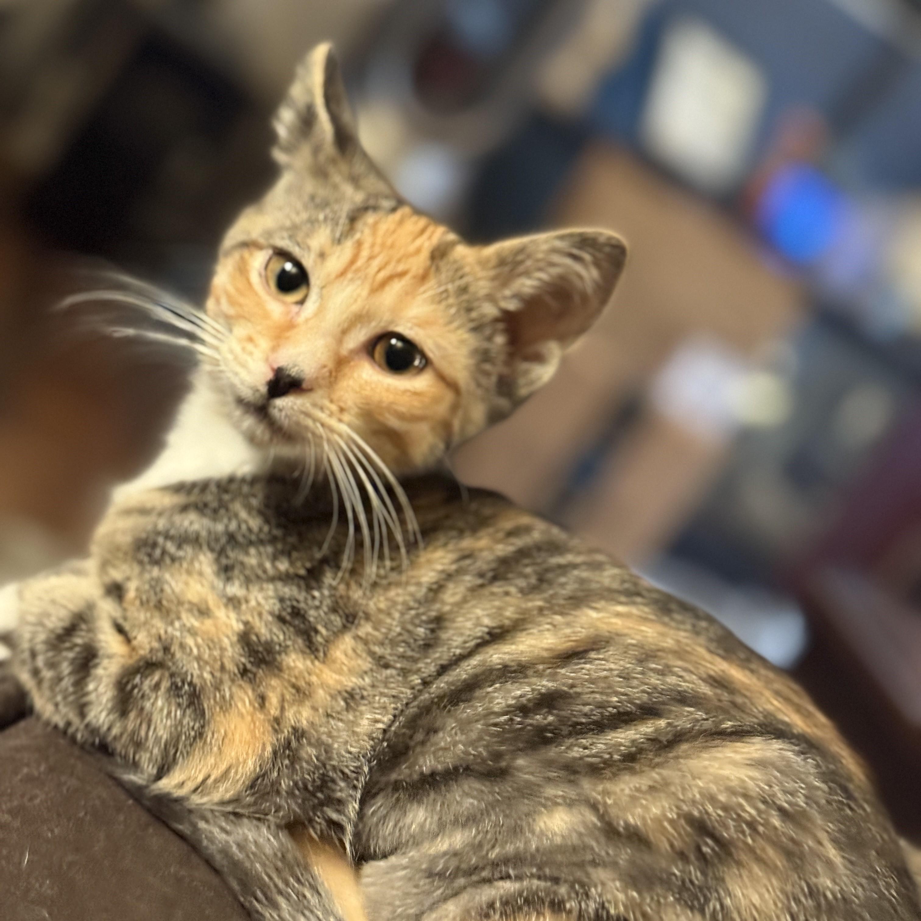 Mimi, Adoptable, Kitten Female Torbie & Domestic Short Hair.