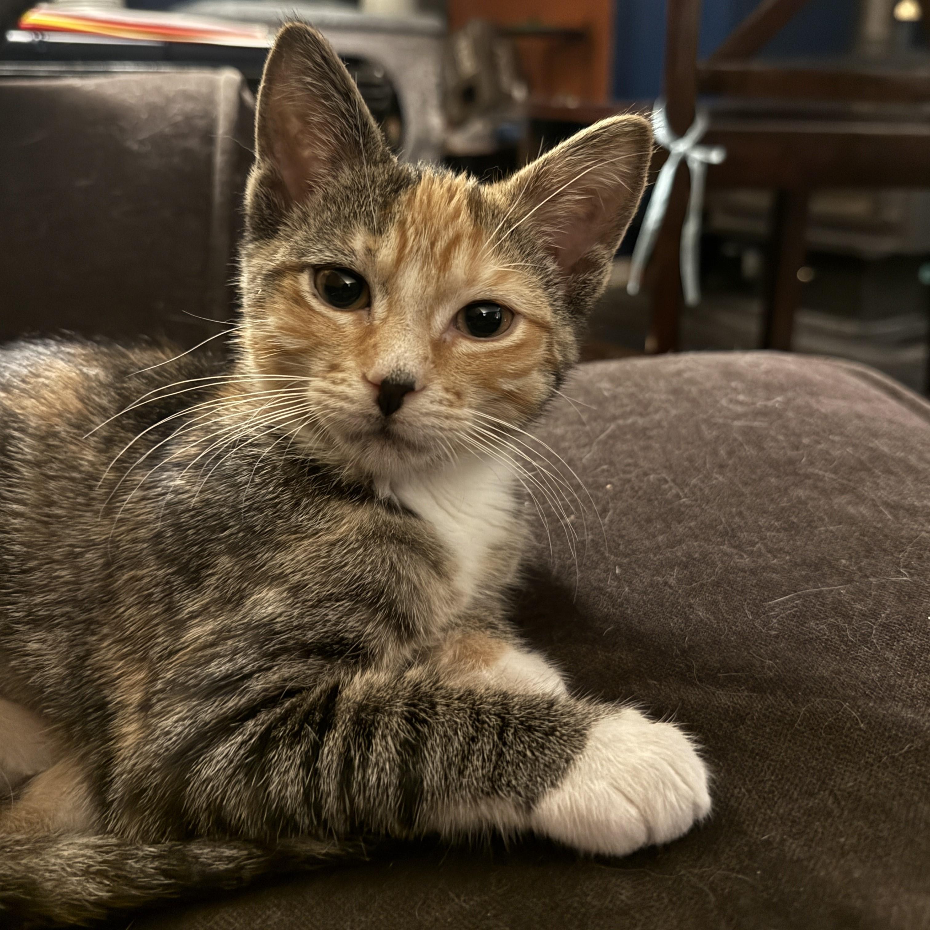 Enlarge Mimi, a Adoptable mixed breed in Streamwood, IL image 3/6