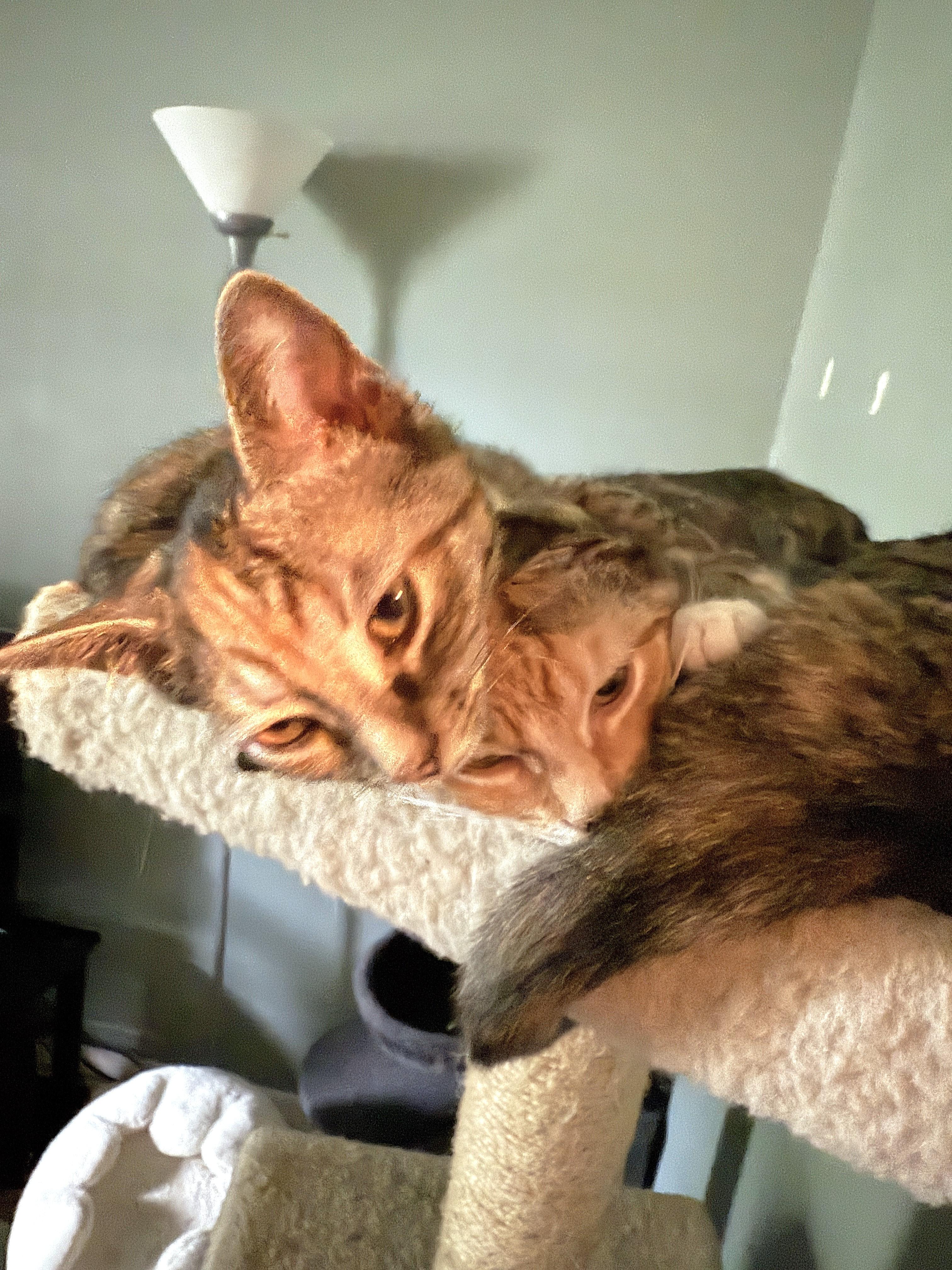 Enlarge Mimi, a Adoptable mixed breed in Streamwood, IL image 4/6