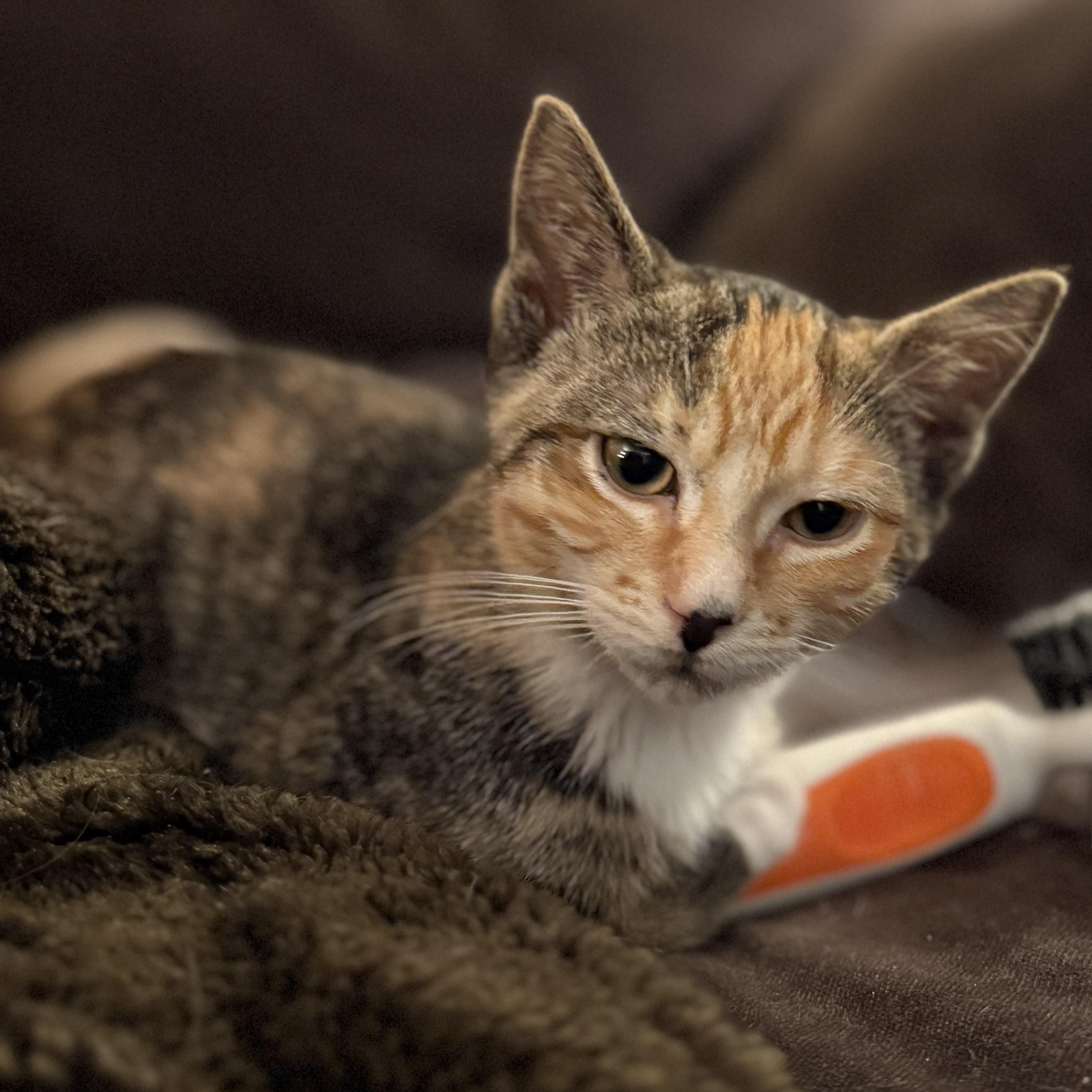 Enlarge Mimi, a Adoptable mixed breed in Streamwood, IL image 5/6