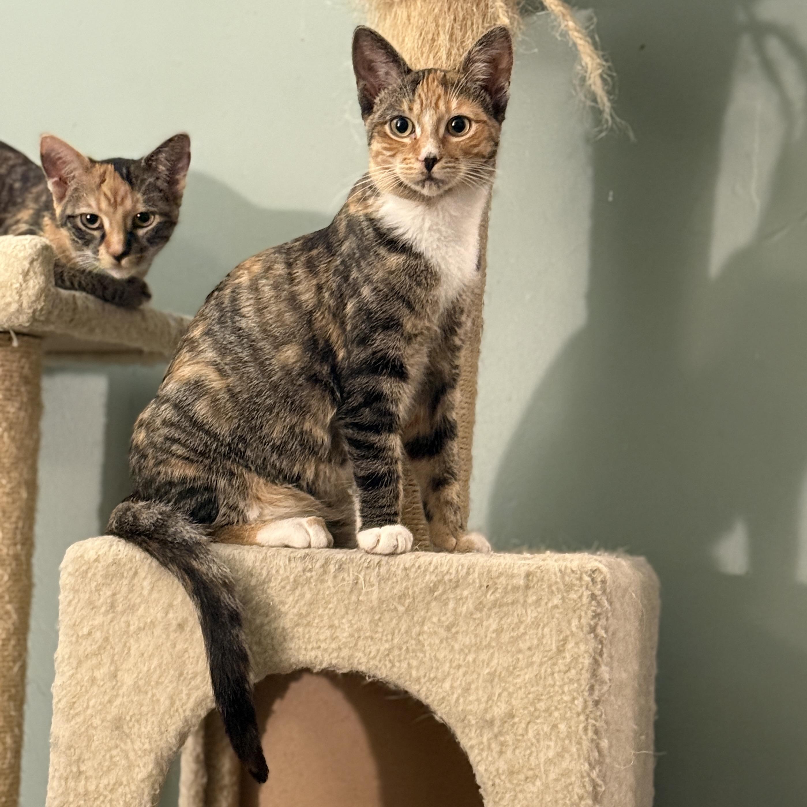 Enlarge Mimi, a Adoptable mixed breed in Streamwood, IL image 1/6