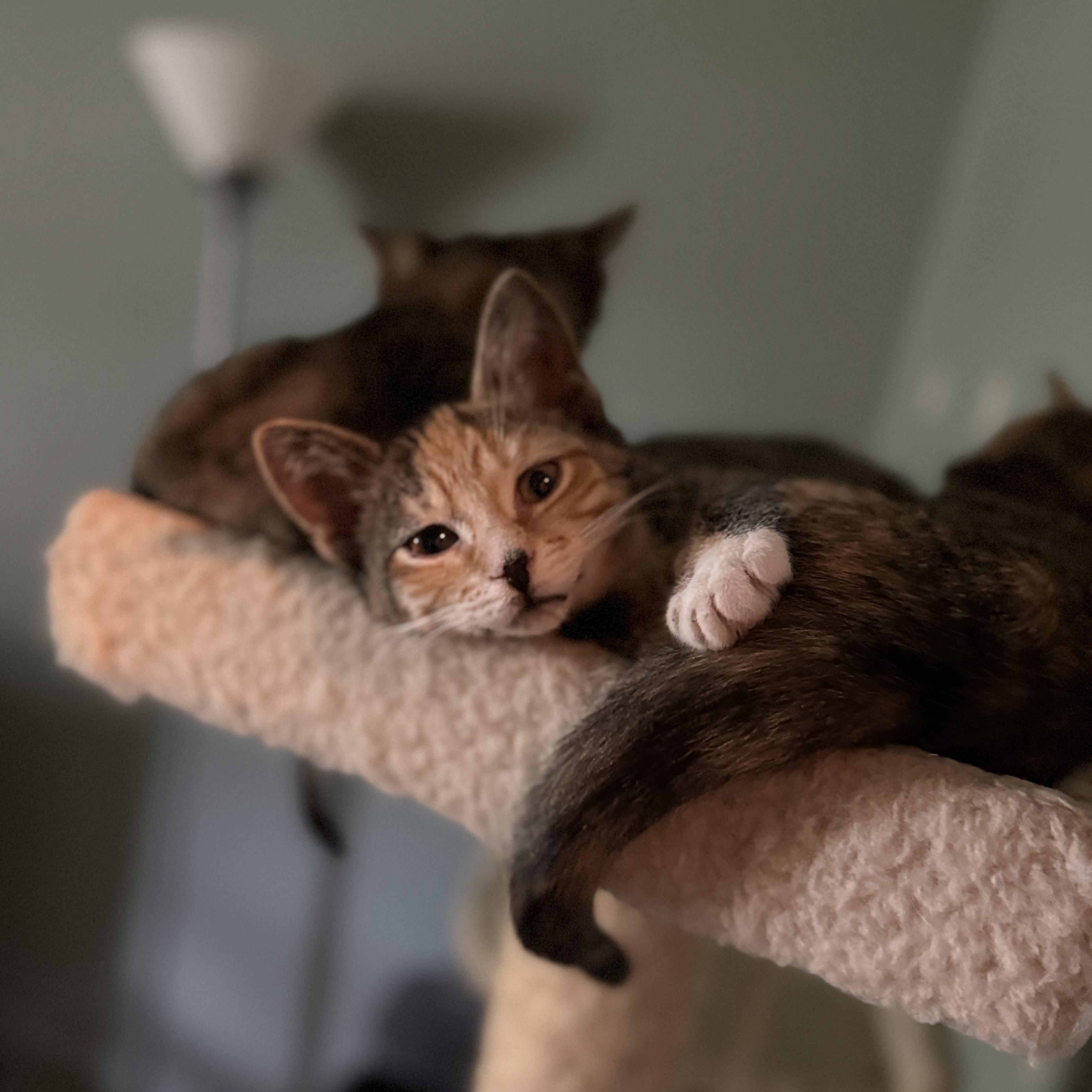 Enlarge Mimi, a Adoptable mixed breed in Streamwood, IL image 6/6