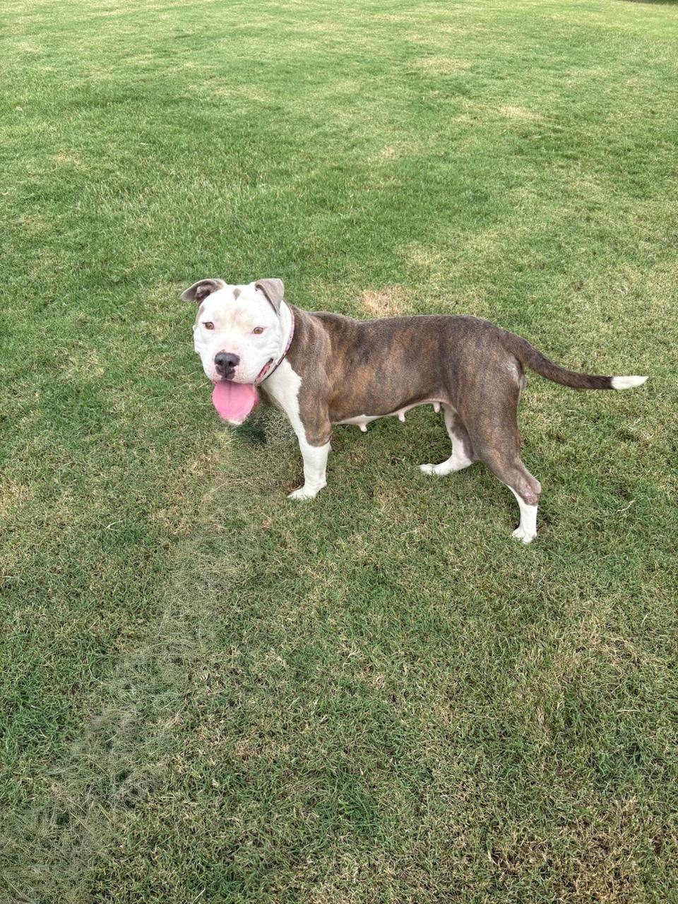 Dixie, a Adoptable Pit Bull Terrier in Dunn, NC image 3/6