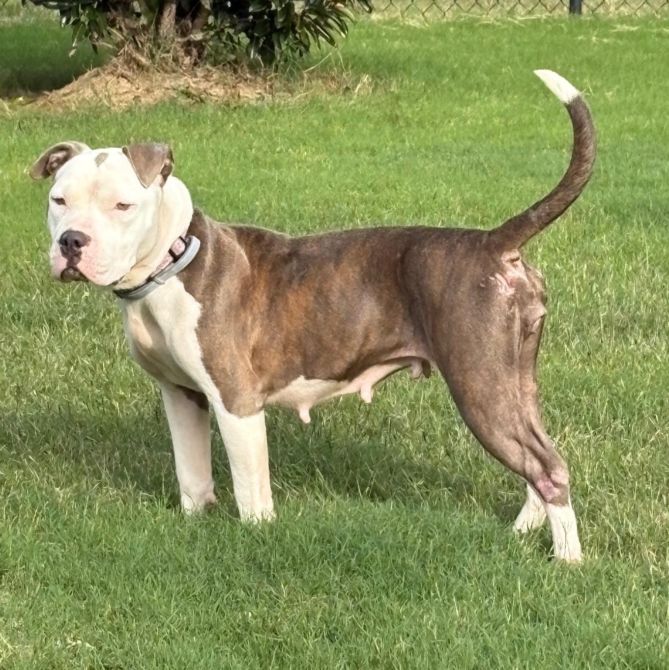 Dixie, Adoptable, Adult Female Pit Bull Terrier.