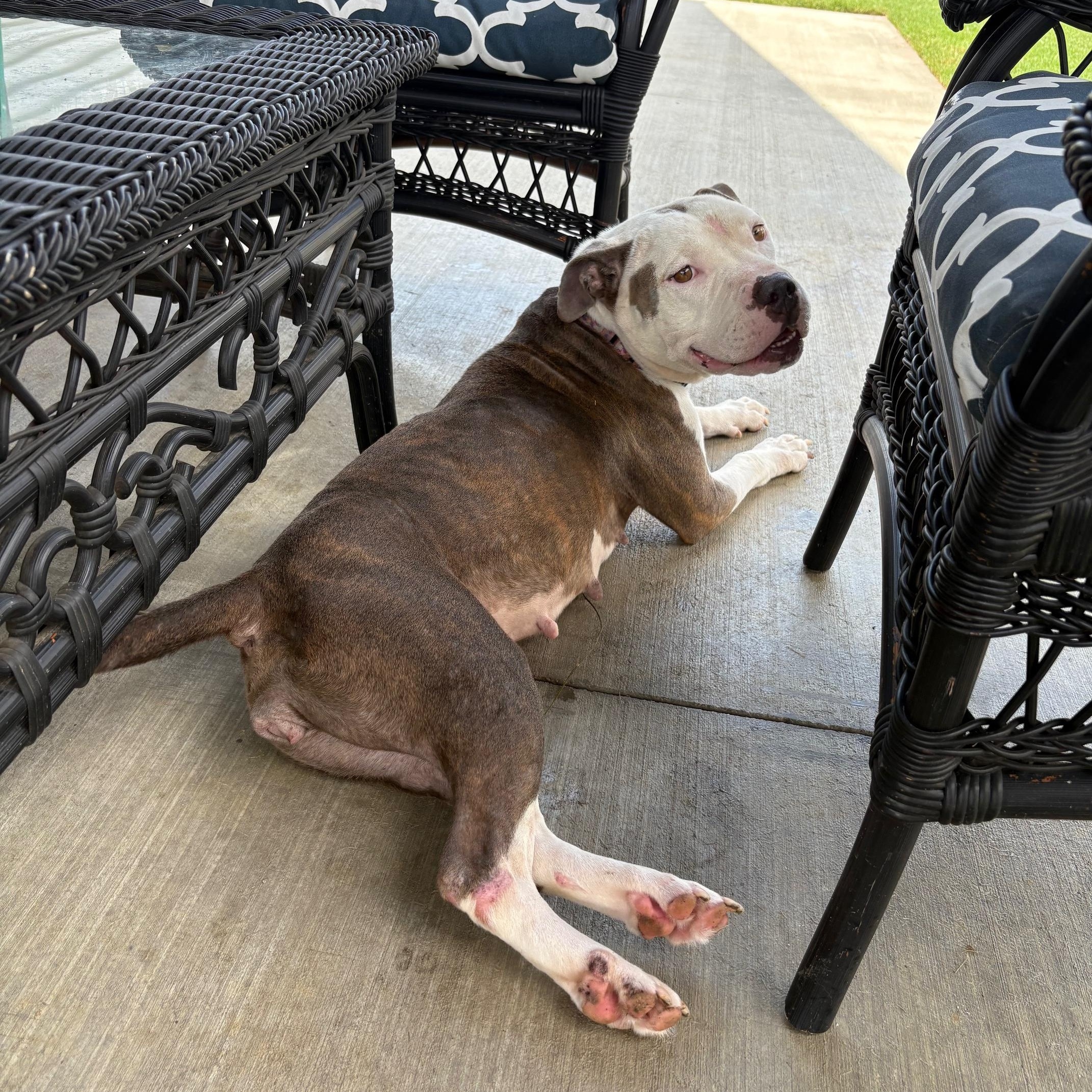Dixie, a Adoptable Pit Bull Terrier in Dunn, NC image 5/6