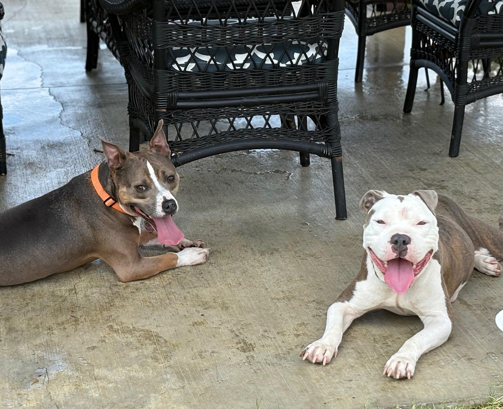 Dixie, a Adoptable Pit Bull Terrier in Dunn, NC image 6/6