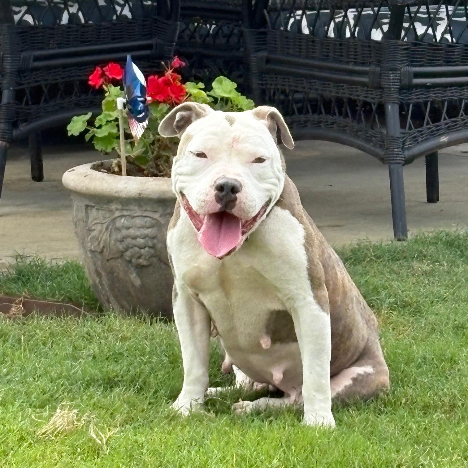 Dixie, a Adoptable Pit Bull Terrier in Dunn, NC image 2/6