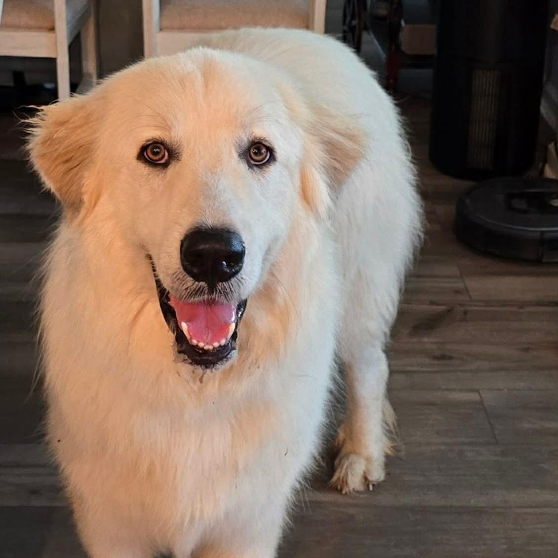 Duke, ADOPTABLE, Young Male Great Pyrenees.