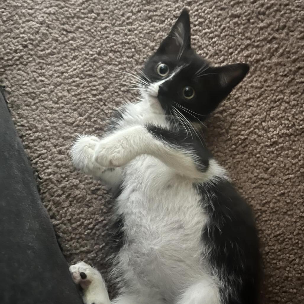 Hazel, Adoptable, Kitten Female Domestic Short Hair.