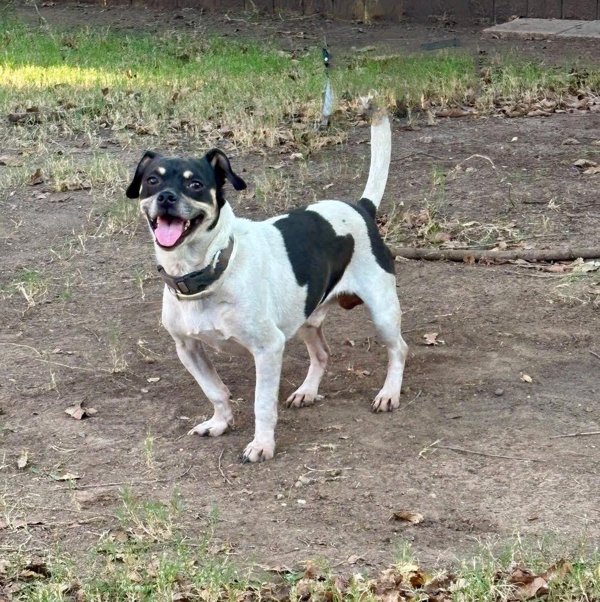Buddy, Adoptable, Adult Male Rat Terrier.