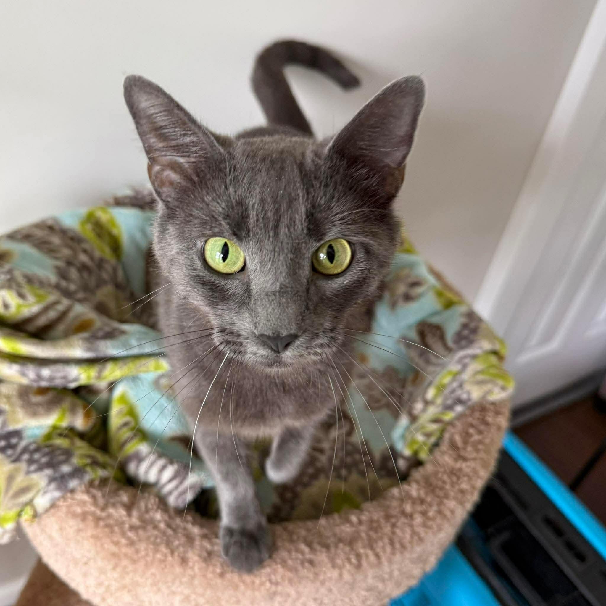 Enlarge Silvie, an adoptable mixed breed in Massillon , OH image 1/3