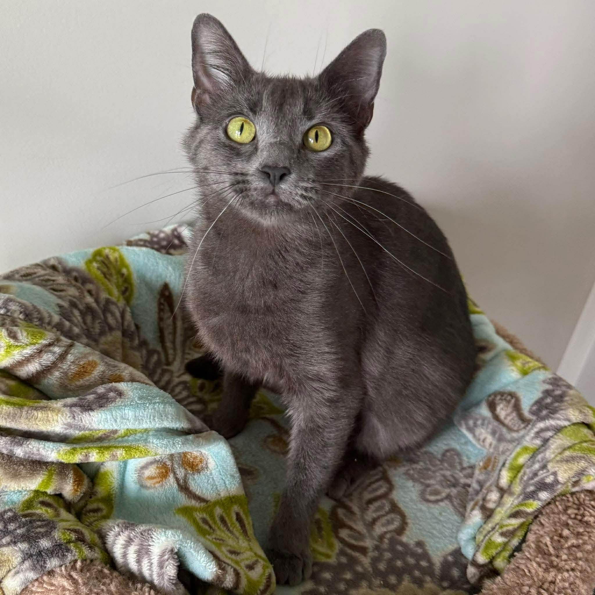 Enlarge Silvie, an adoptable mixed breed in Massillon , OH image 2/3
