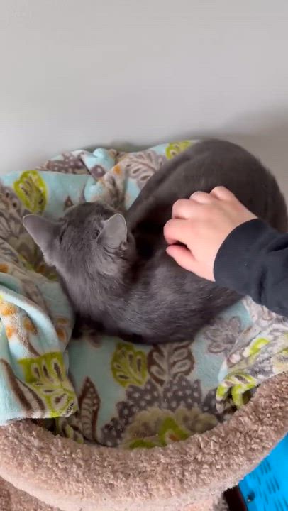 Enlarge Silvie, an adoptable mixed breed in Massillon , OH video 3/3