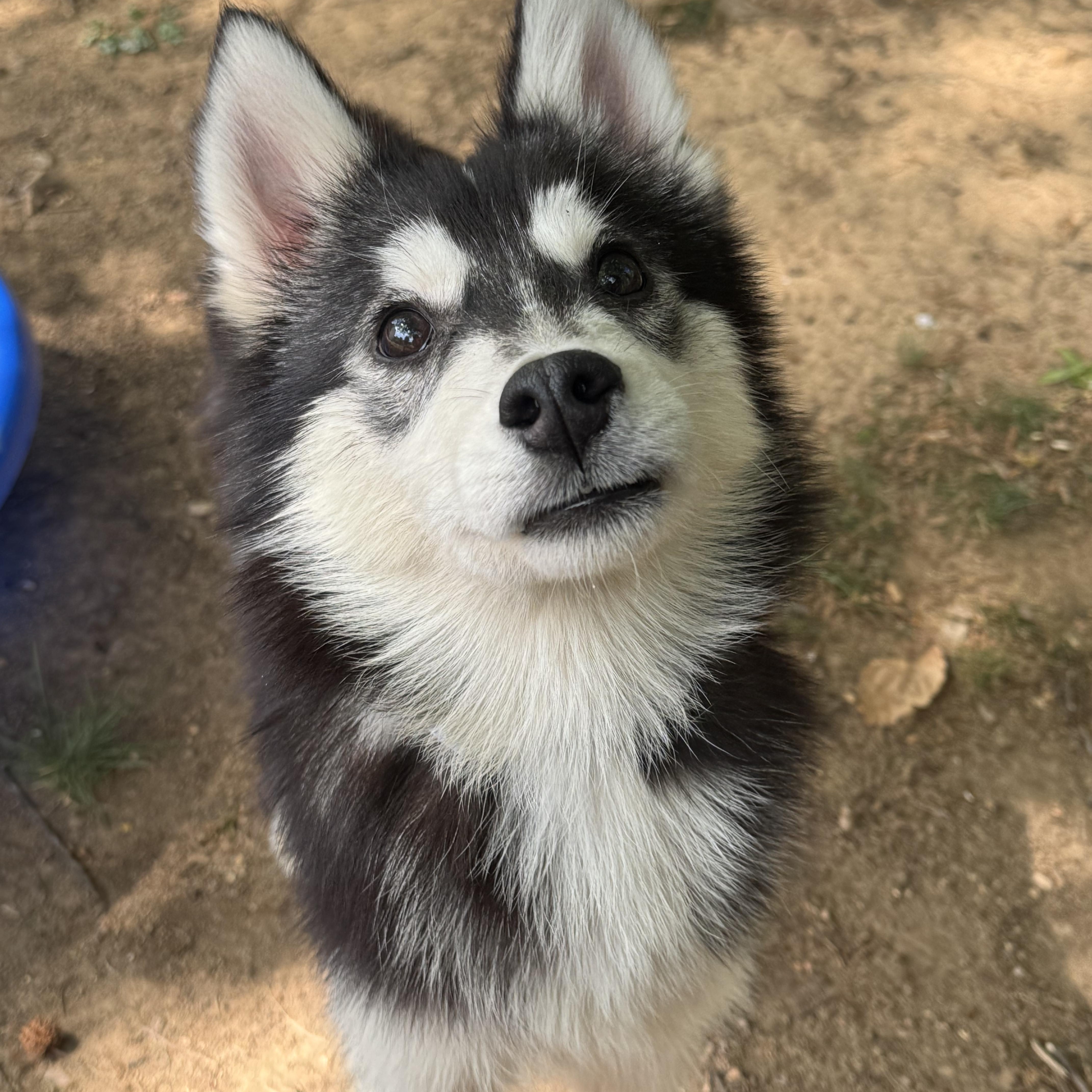 Sable , ADOPTABLE, Young Female Klee Kai & Husky.
