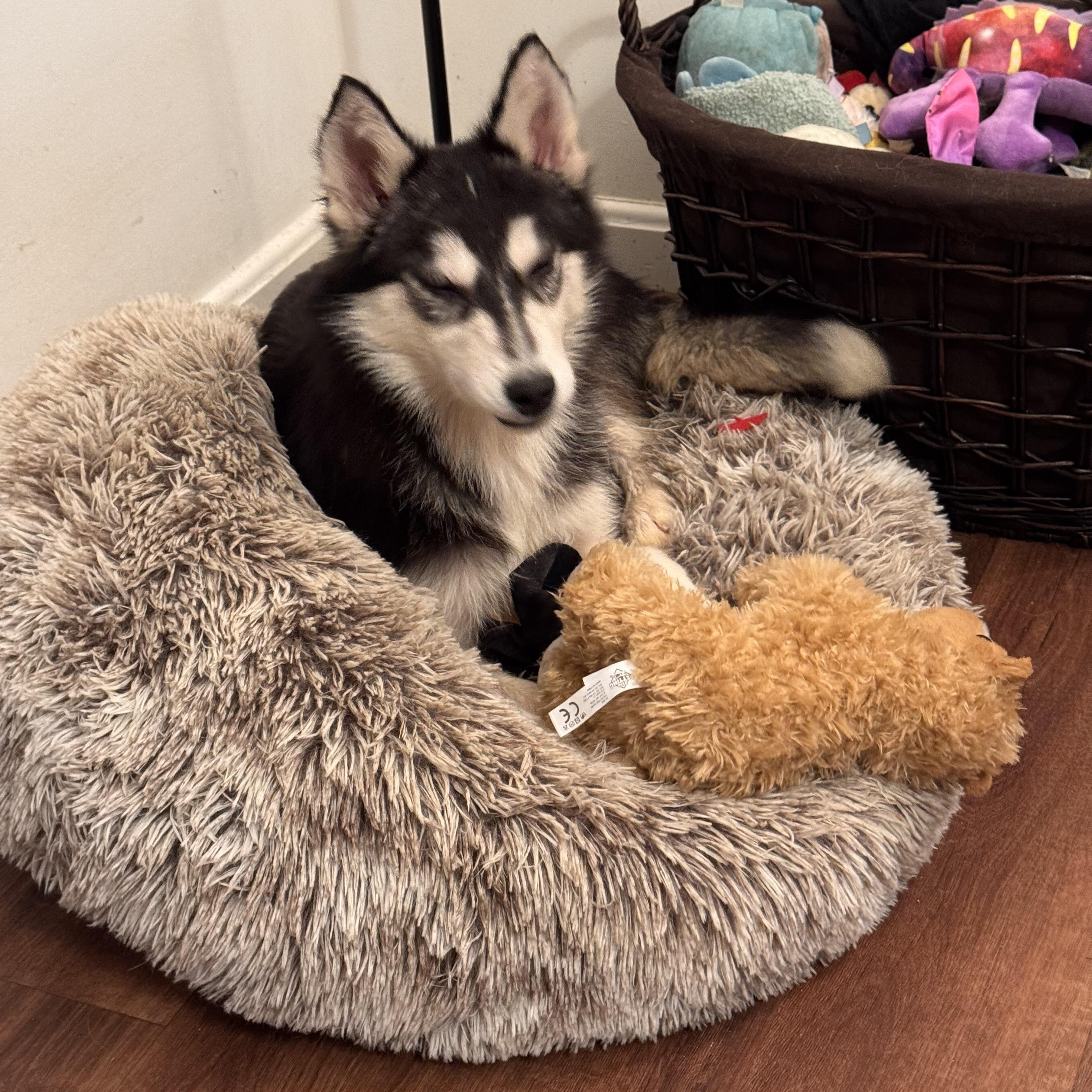 Enlarge Sable , a ADOPTABLE mixed breed in Fredericksburg, VA image 4/5