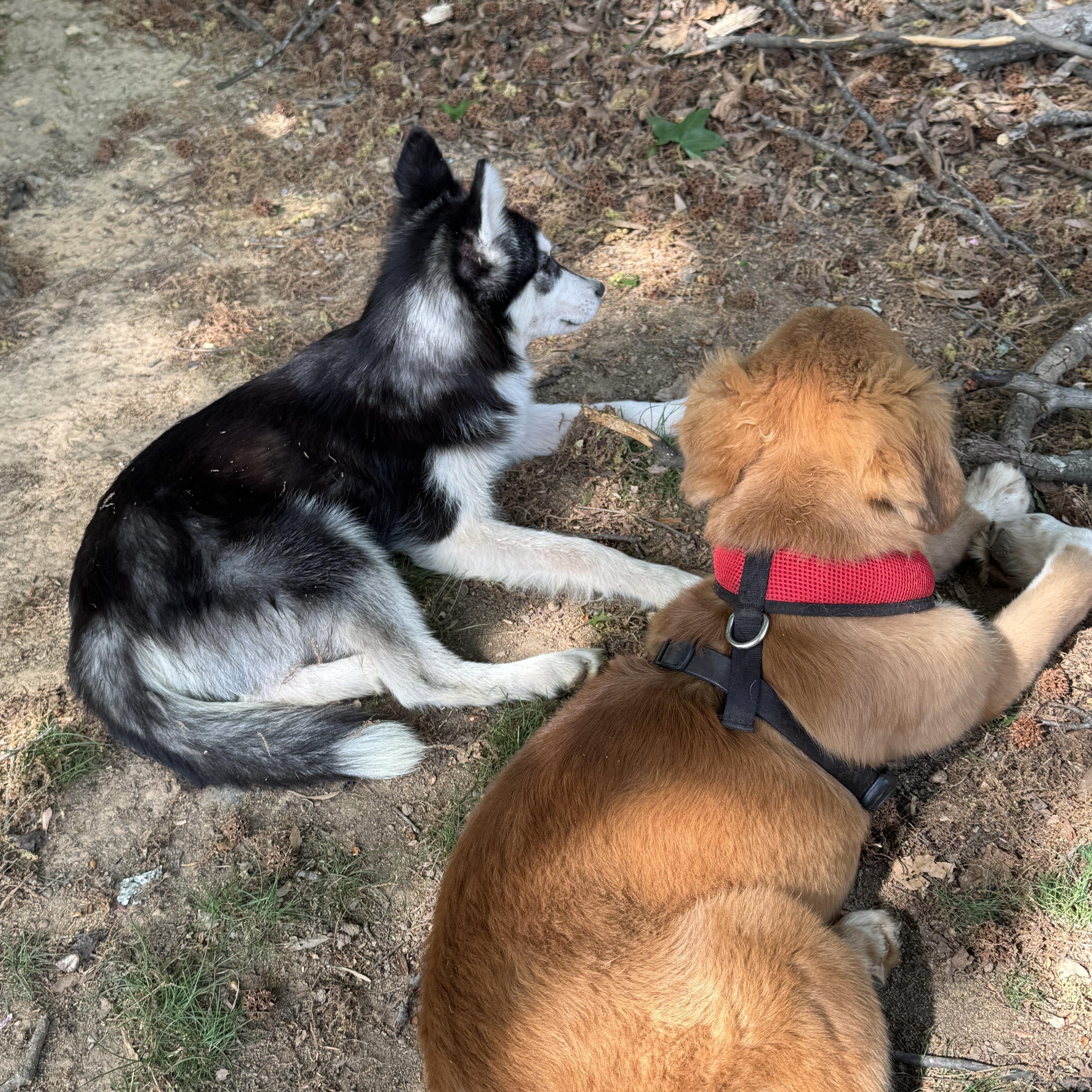 Enlarge Sable , a ADOPTABLE mixed breed in Fredericksburg, VA image 3/5