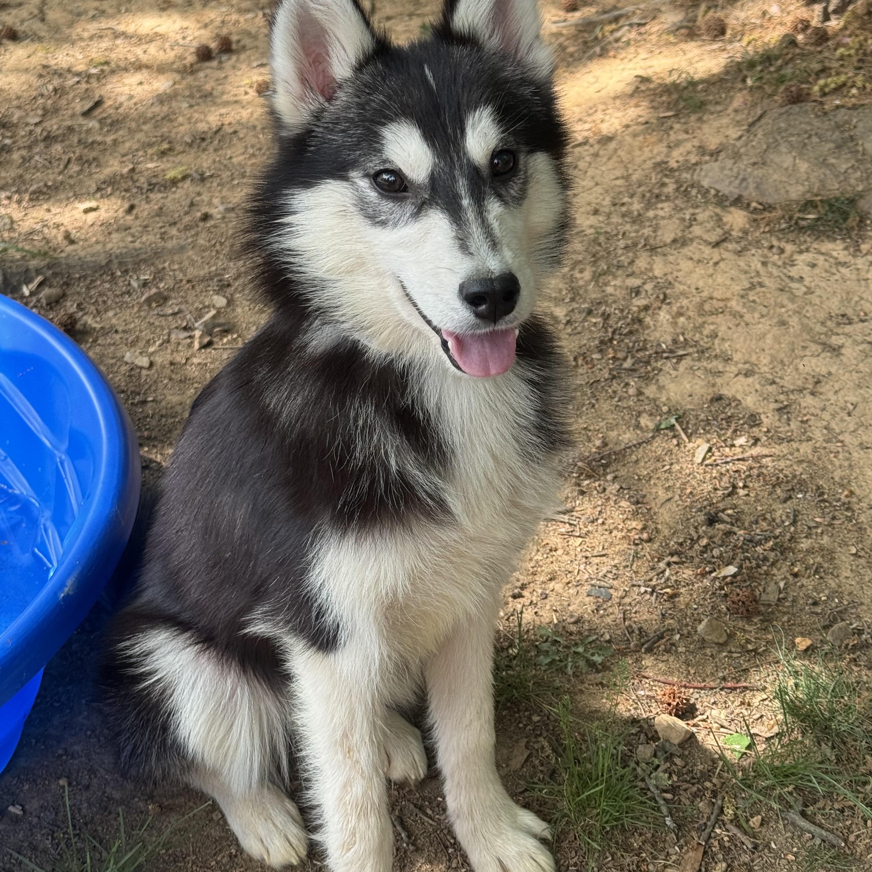 Enlarge Sable , a ADOPTABLE mixed breed in Fredericksburg, VA image 2/5