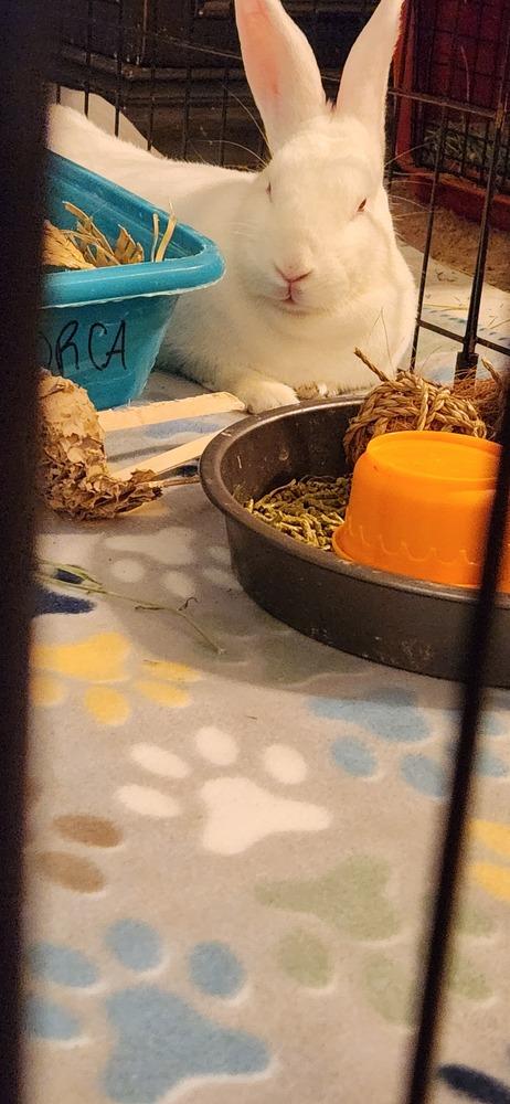 Enlarge Sena (Bonded to Eclipse), a Adoptable Florida White in Longwood, FL image 2/4