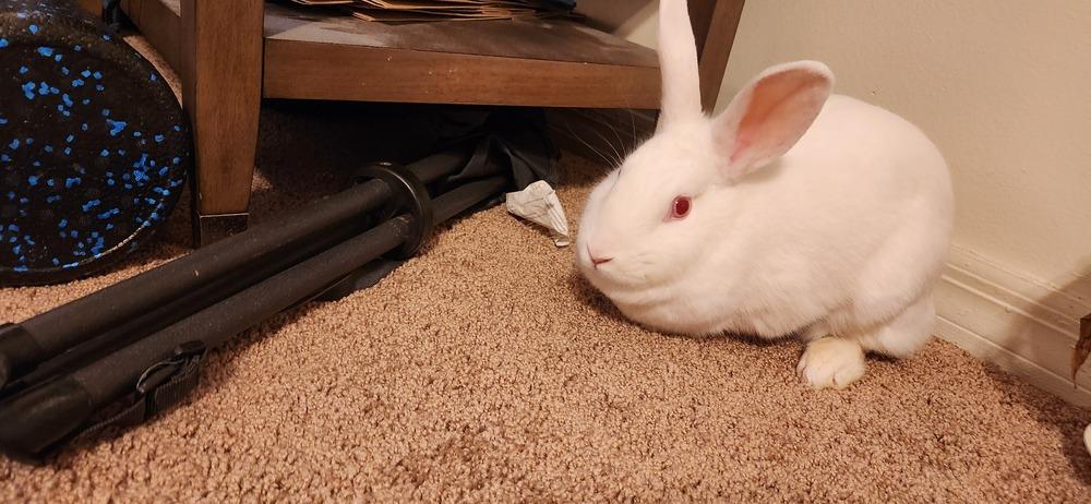 Enlarge Sena (Bonded to Eclipse), a Adoptable Florida White in Longwood, FL image 3/4