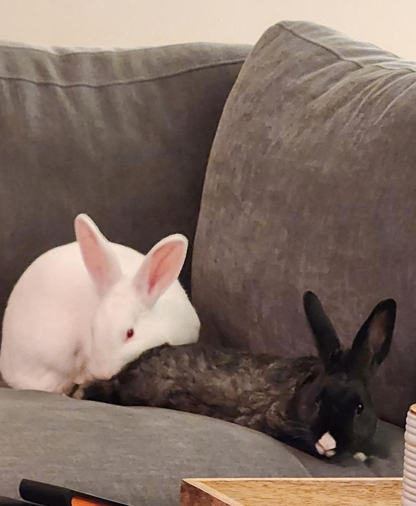 Enlarge Sena (Bonded to Eclipse), a Adoptable Florida White in Longwood, FL image 4/4