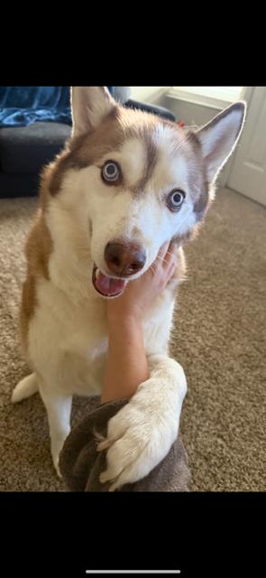Finn photo 1