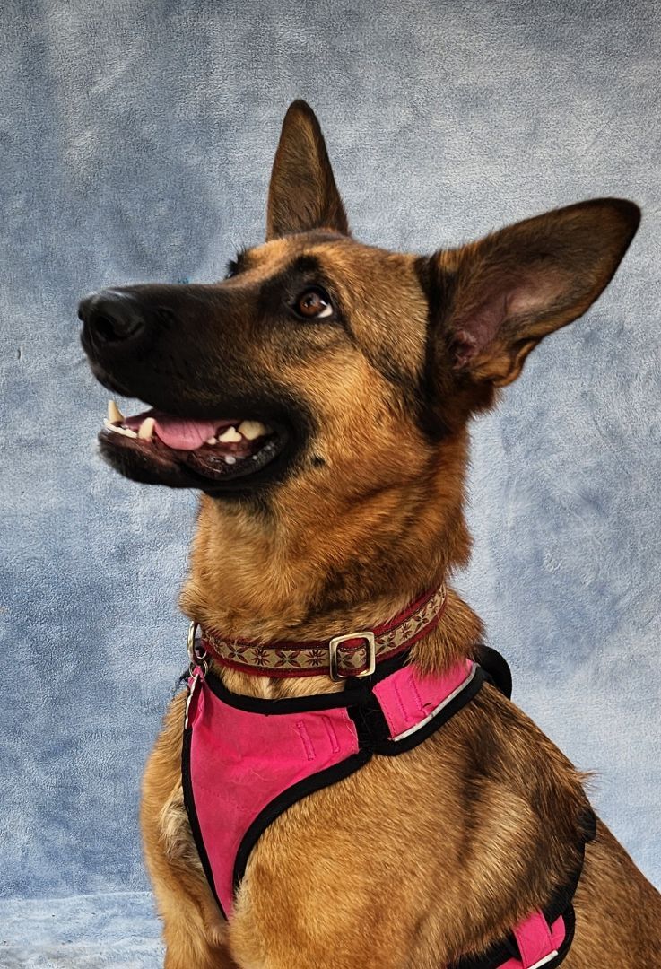 Samantha, Adoptable, Young Female German Shepherd Dog & Belgian Shepherd / Malinois.
