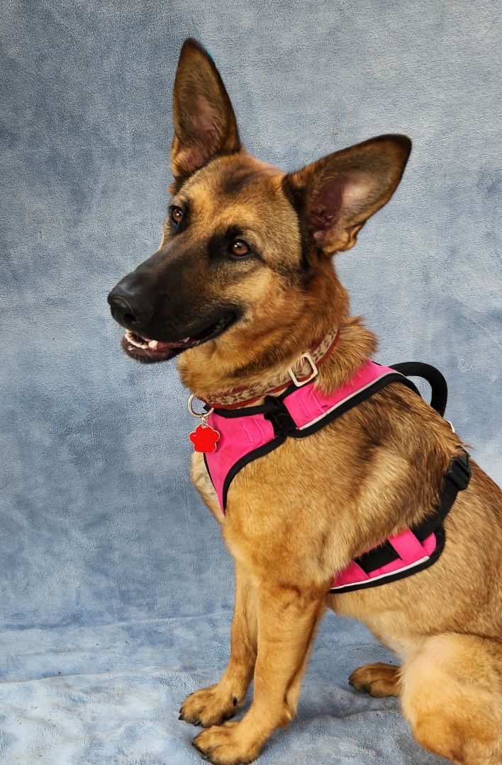 Samantha, a Adoptable mixed breed in Monroe, NC image 2/4