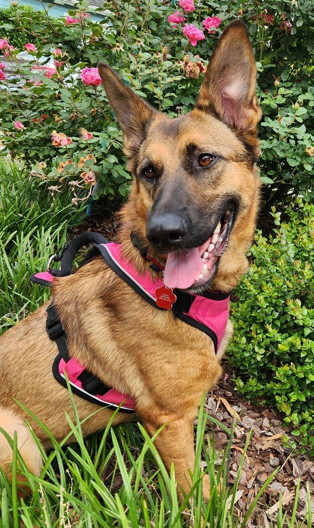 Samantha, a Adoptable mixed breed in Monroe, NC image 3/4