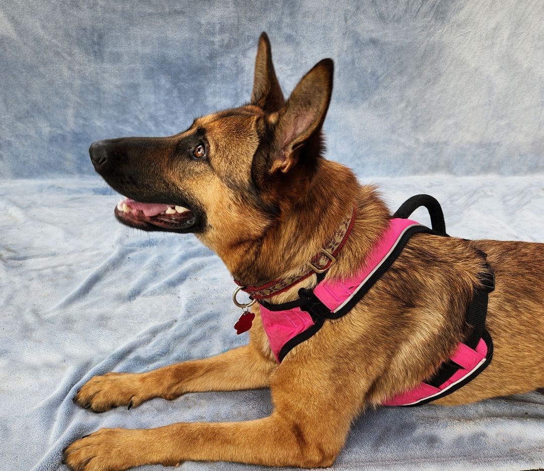 Samantha, Adoptable, Young Female German Shepherd Dog & Belgian Shepherd / Malinois.