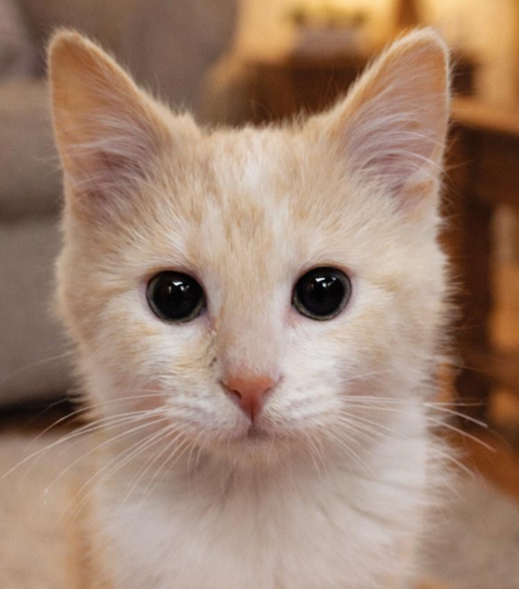 Enlarge Kitten Parsnip, a Adopted Domestic Short Hair in Cuyahoga Falls, OH image 3/3