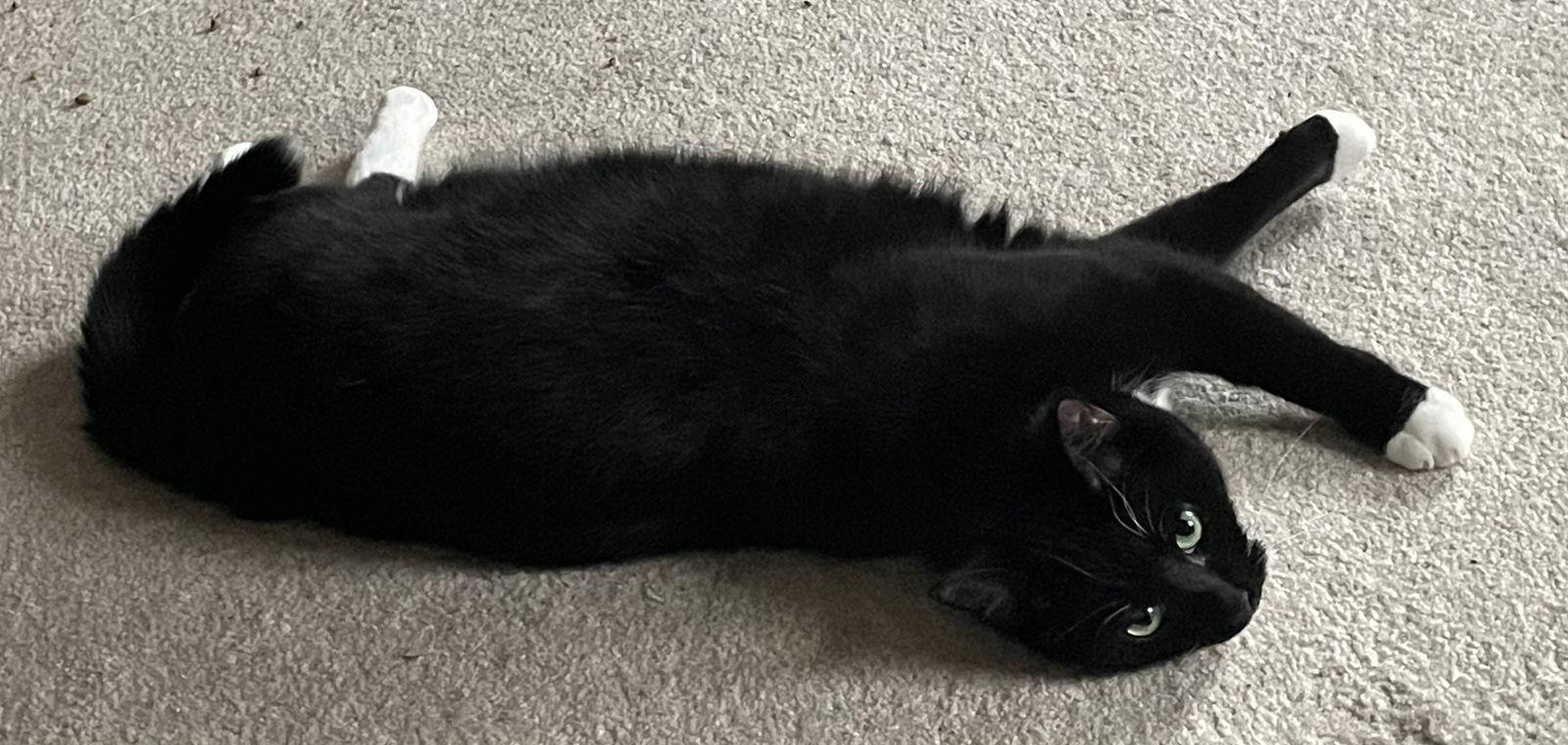 Tipper, Adopted, Young Male Tuxedo & Domestic Short Hair.