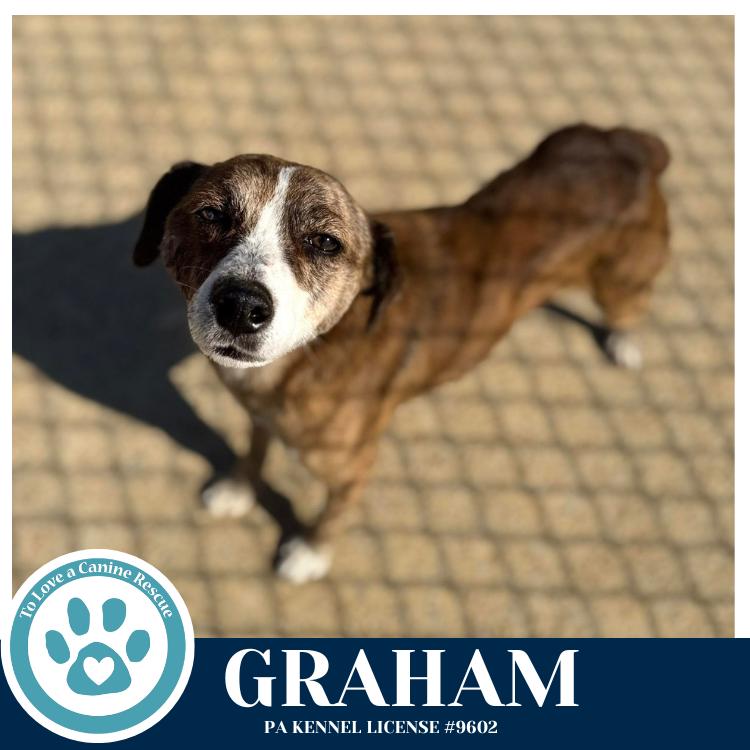 Enlarge Graham 031426, a Adoptable mixed breed in Kimberton, PA image 1/6