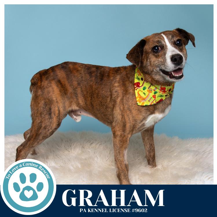Enlarge Graham 031426, a Adoptable mixed breed in Kimberton, PA image 2/6