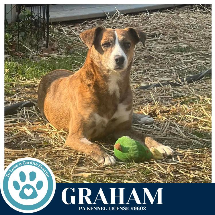 Enlarge Graham 031426, a Adoptable mixed breed in Kimberton, PA image 3/6