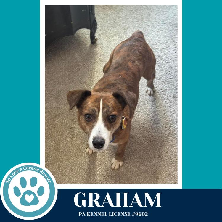 Enlarge Graham 031426, a Adoptable mixed breed in Kimberton, PA image 4/6