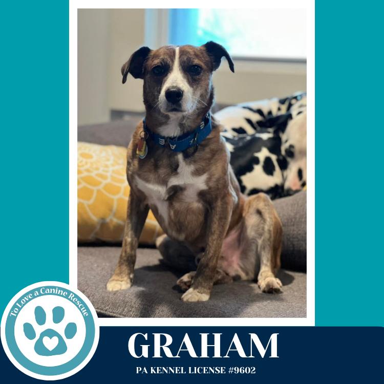Enlarge Graham 031426, a Adoptable mixed breed in Kimberton, PA image 5/6