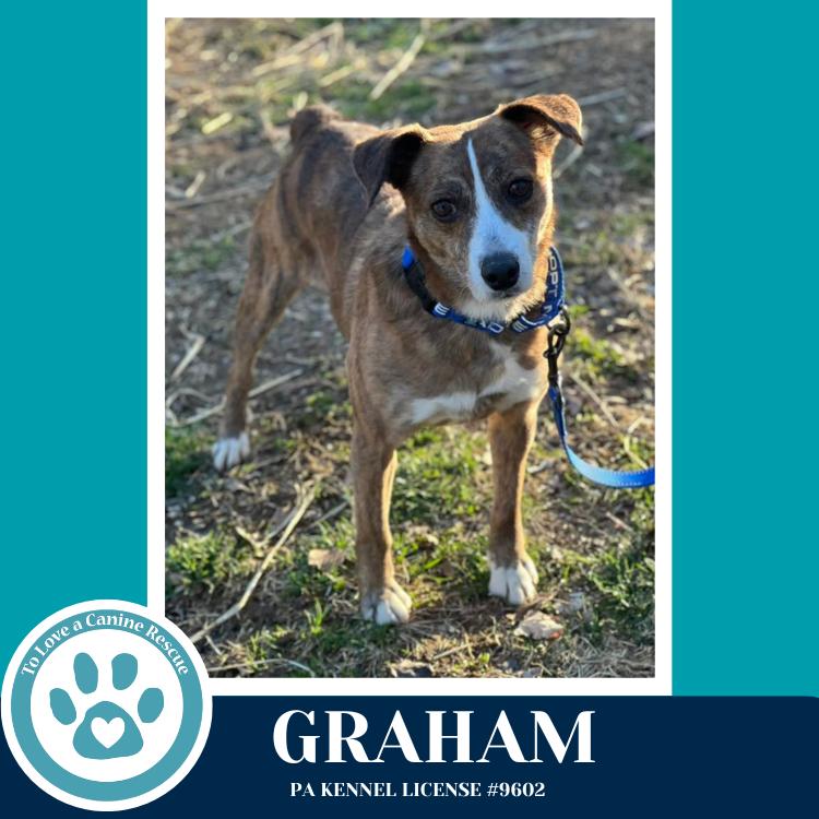 Enlarge Graham 031426, a Adoptable mixed breed in Kimberton, PA image 6/6