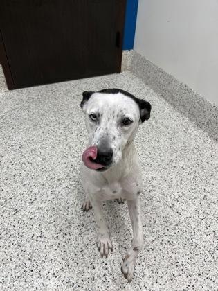 Mamma Mia — thumbnail 2