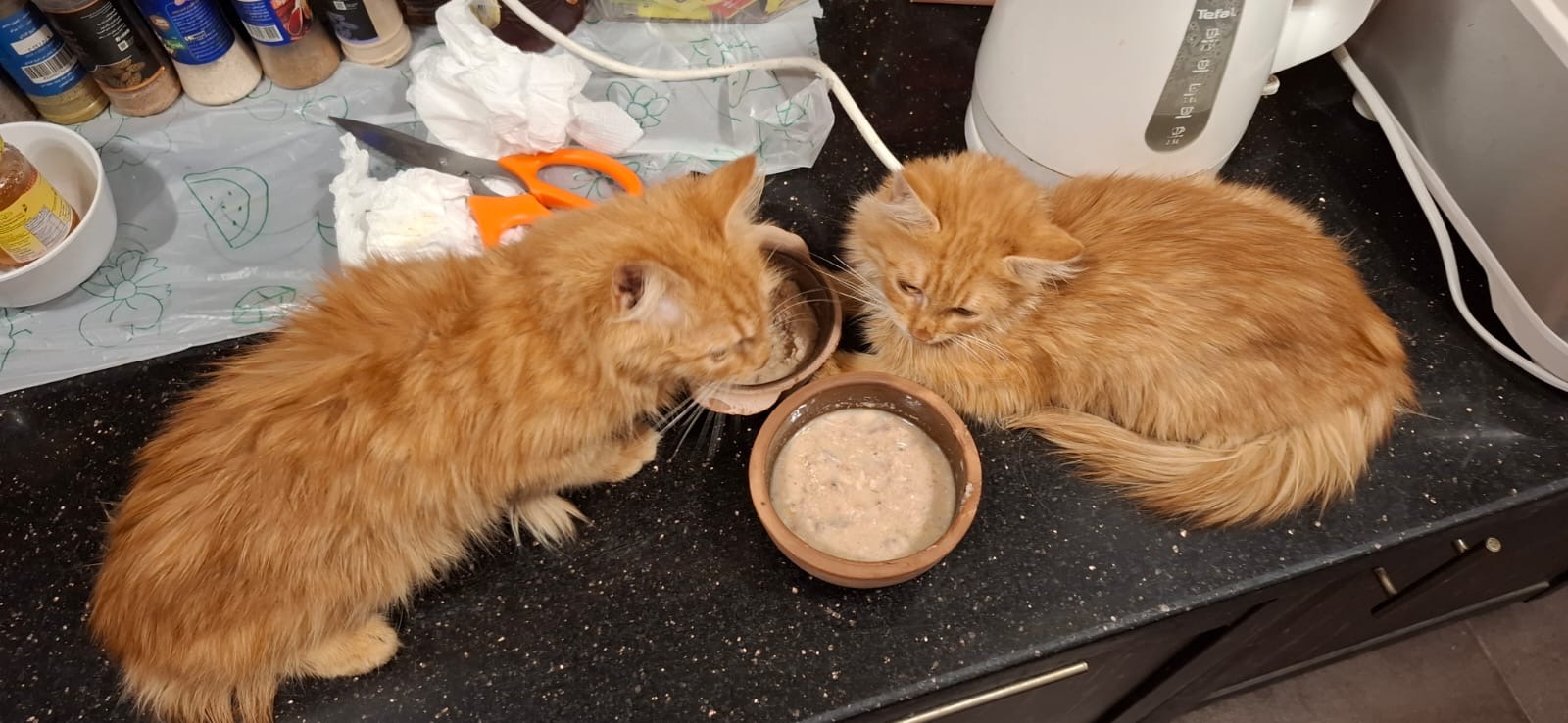 Bonded Pair Kittens photo 6
