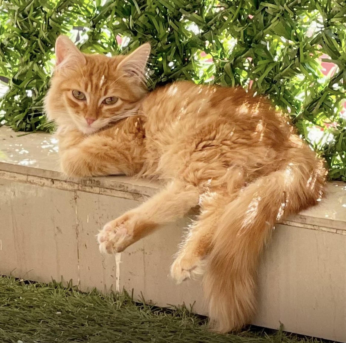 Bonded Pair Kittens, Young Male unknown
