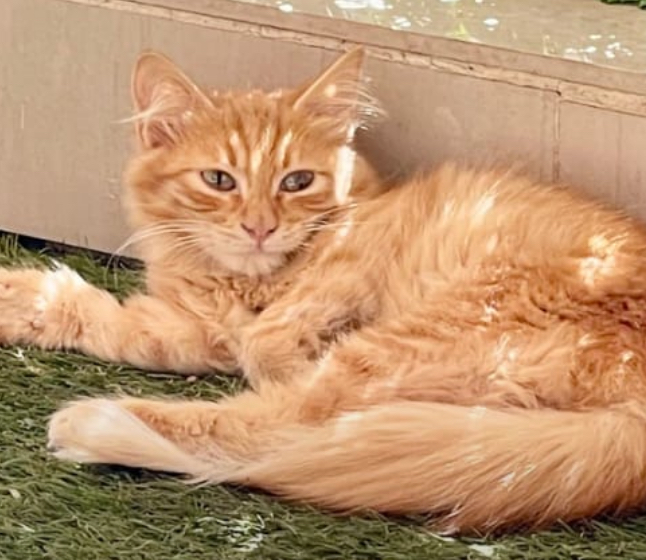 Bonded Pair Kittens photo 5