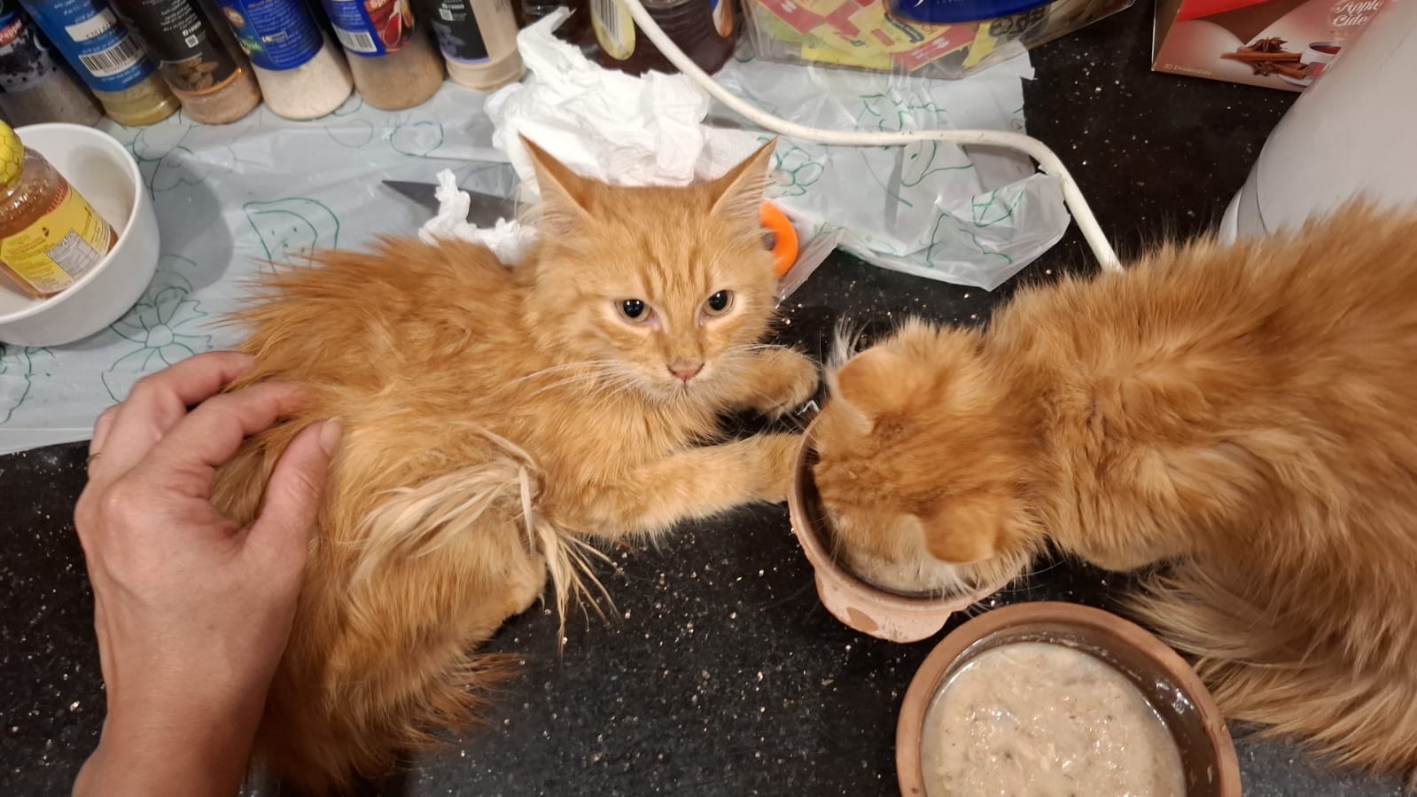 Bonded Pair Kittens photo 2