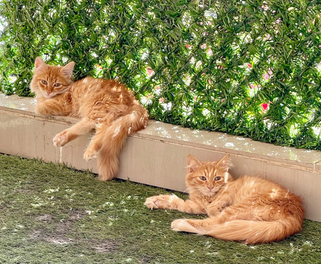 Bonded Pair Kittens photo 3