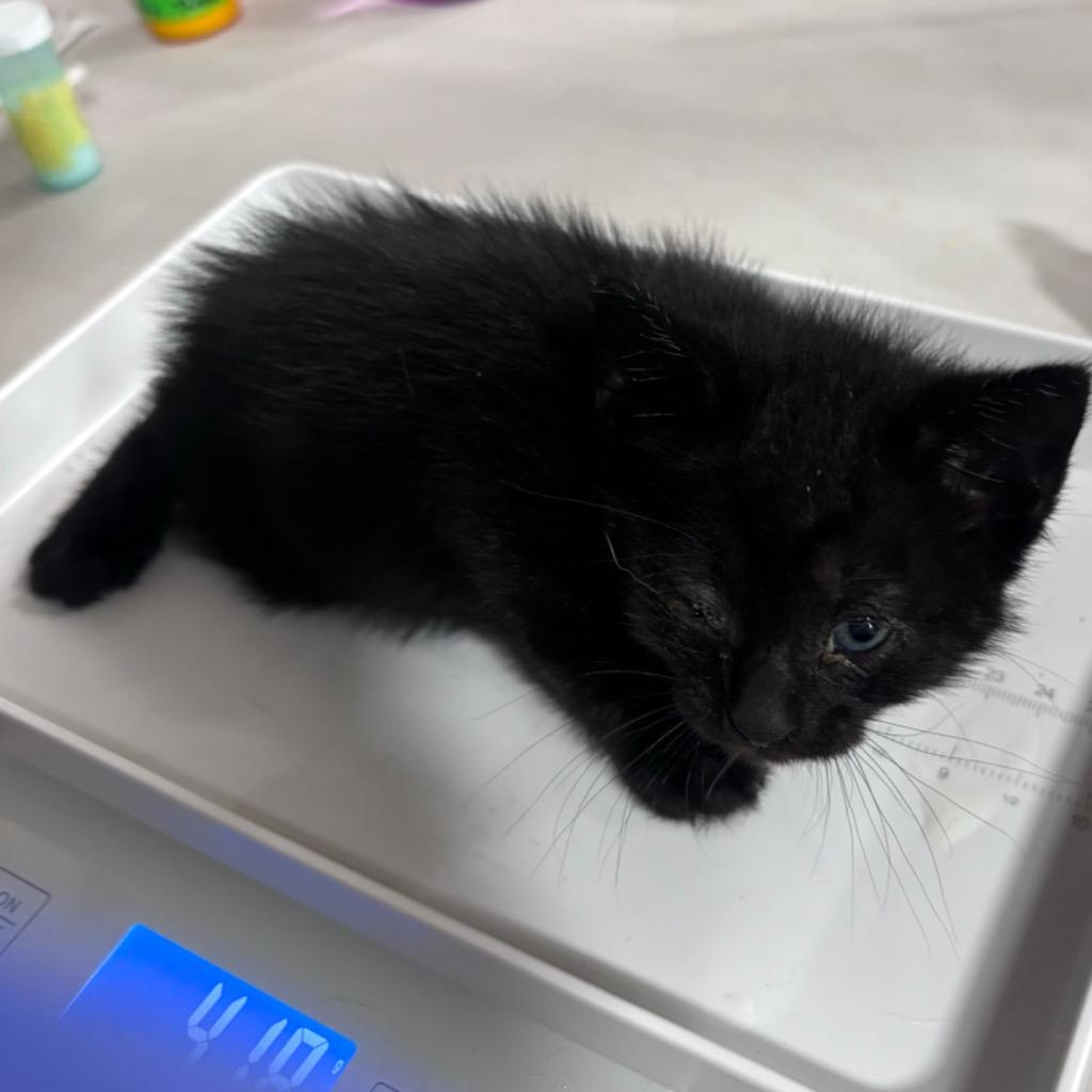 Enlarge Taki, a Adopted mixed breed in Corpus Christi, TX image 2/2