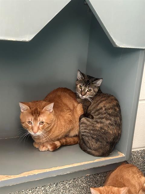 Enlarge TIGER, a Adoptable Domestic Short Hair in Boston, MA image 1/1