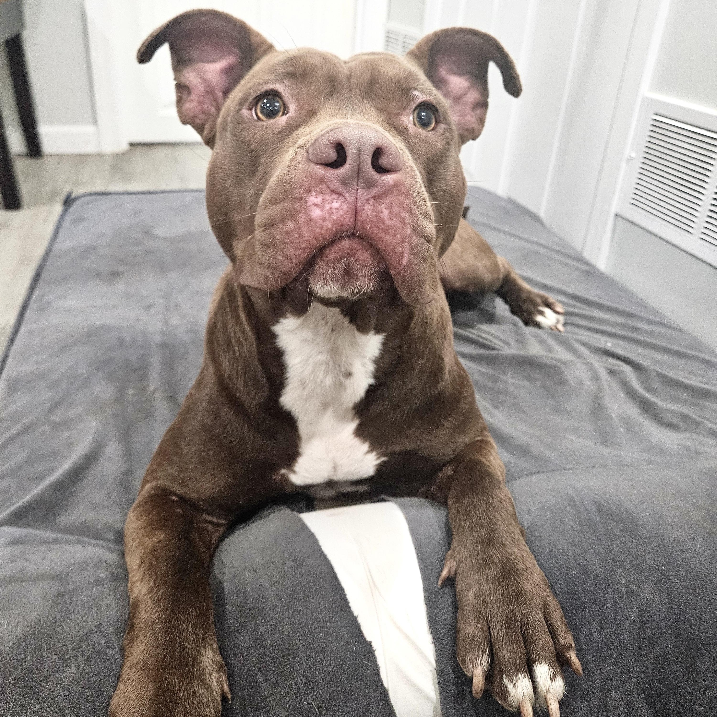 Enlarge Lilith, a Adoptable Pit Bull Terrier in Chicago, IL image 2/6