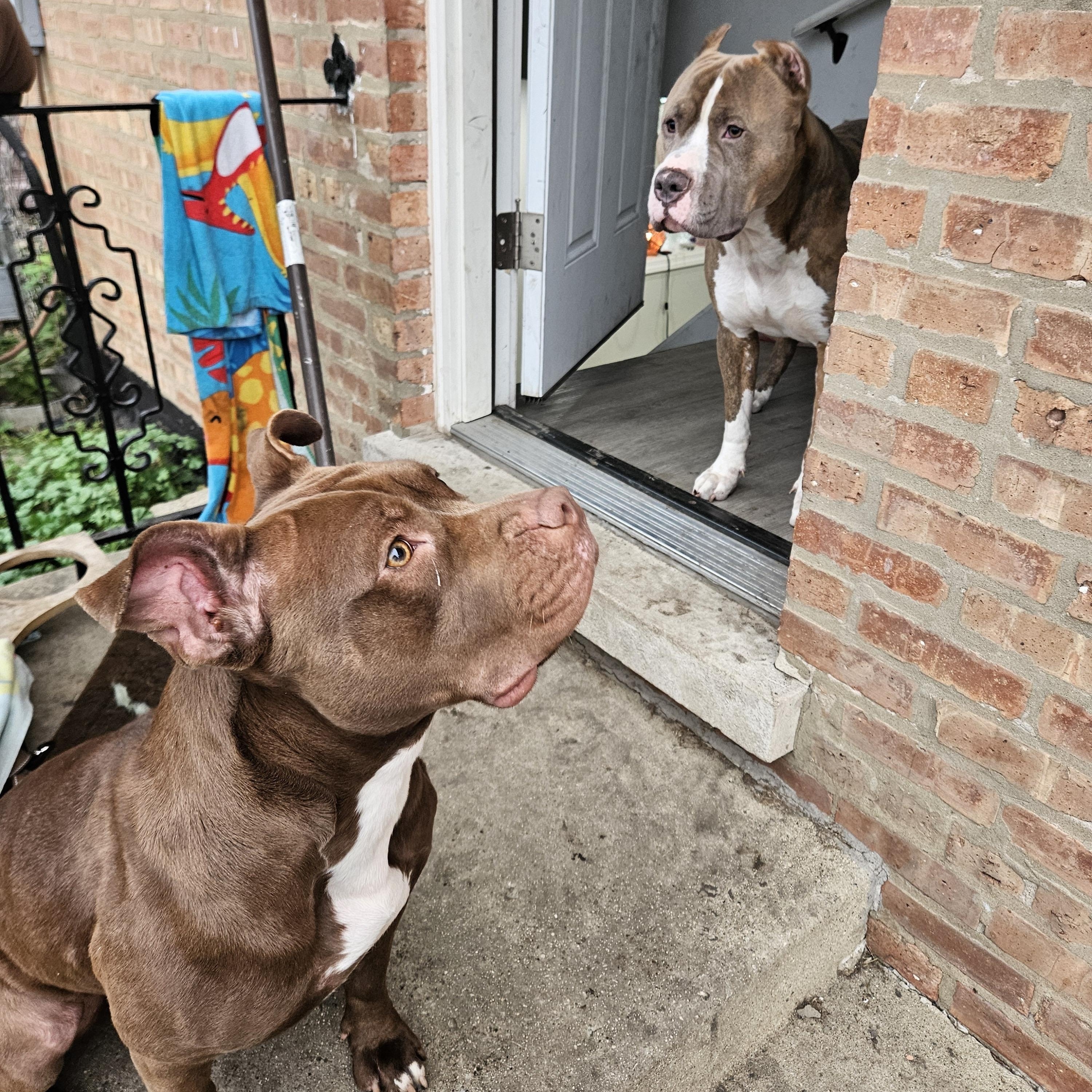 Enlarge Lilith, a Adoptable Pit Bull Terrier in Chicago, IL image 4/6