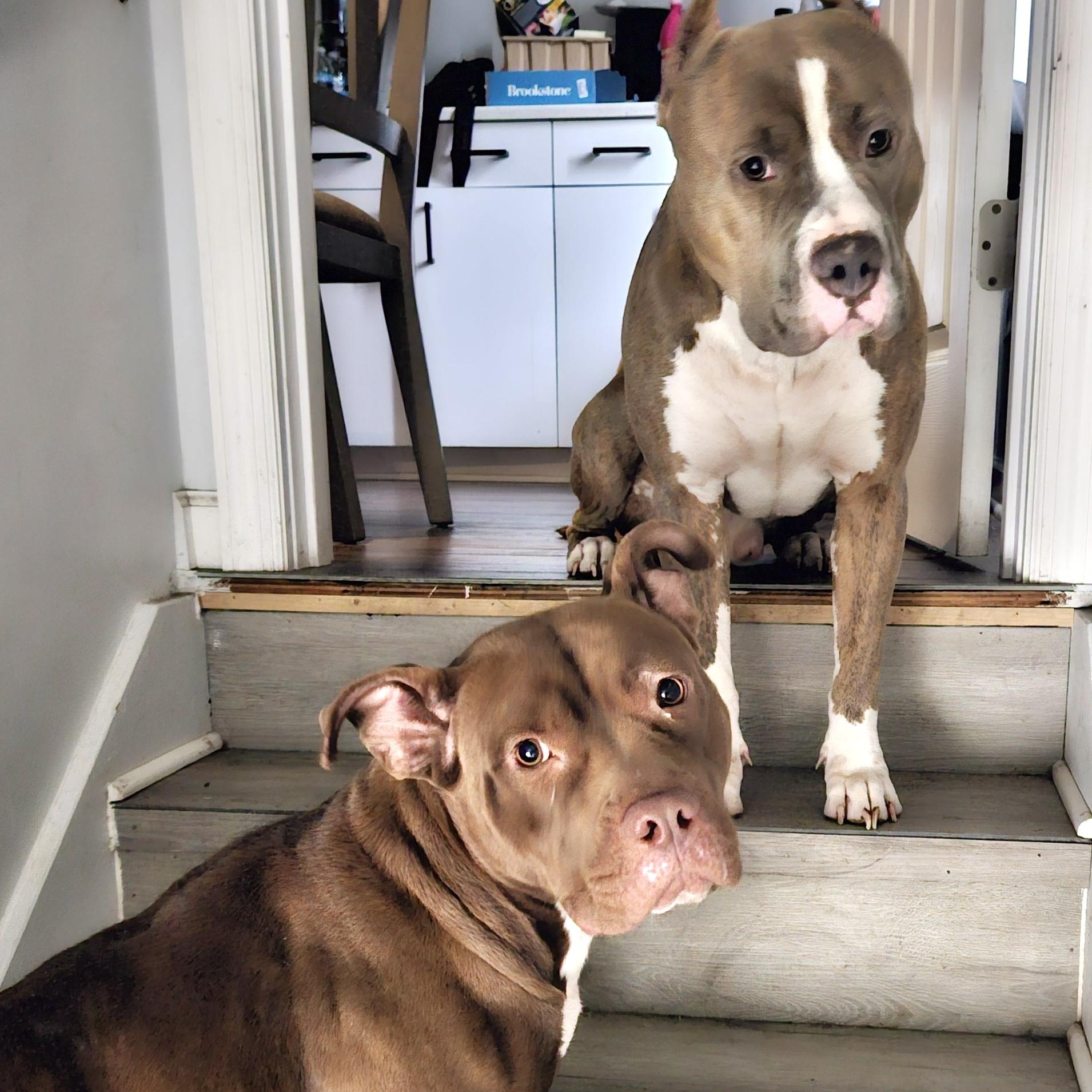 Enlarge Lilith, a Adoptable Pit Bull Terrier in Chicago, IL image 6/6